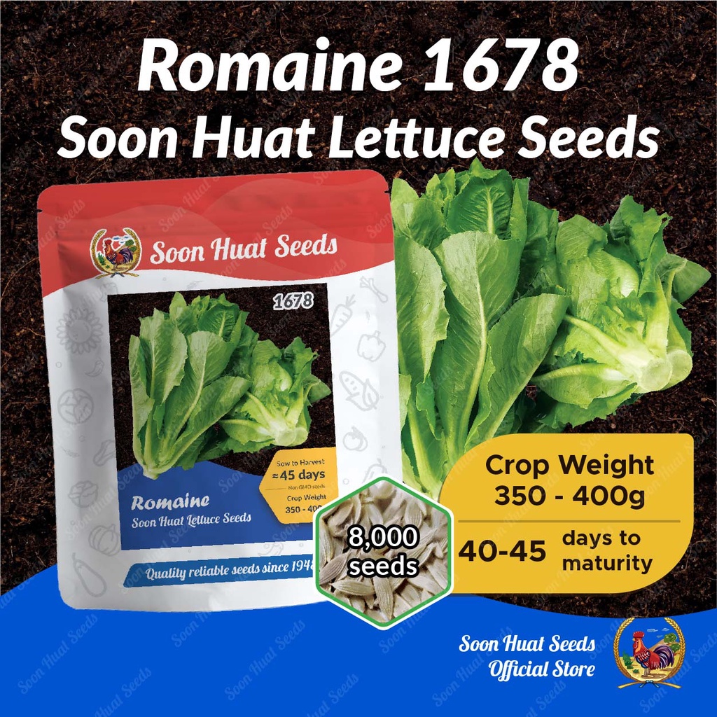 Benih Salad 1678 Romaine Lettuce Seeds [8,000 seeds] Soon Huat Seeds