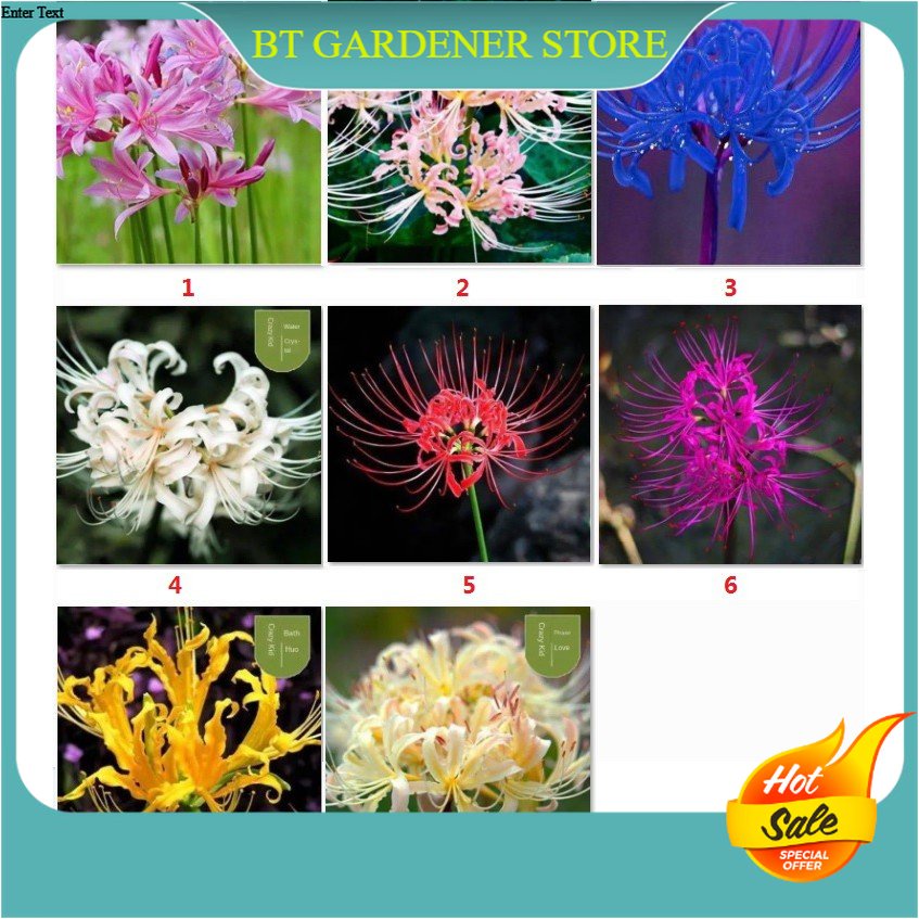Lycoris Radiata Spider Lily Live Plant Bulb / Bebawang Pokok Bunga Lili ...
