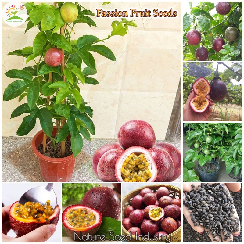 Rare Passion Fruit Seeds for Planting (20 seeds/bag, Easy To Grow