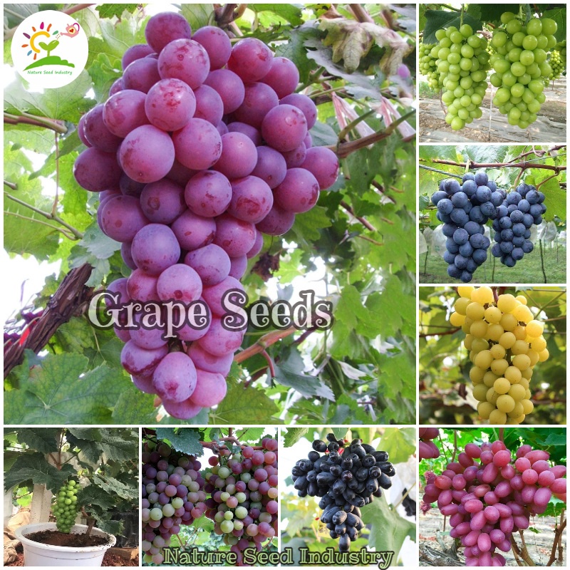Grape Seeds for Planting (10 Seeds/pack, Suitable for Growing In