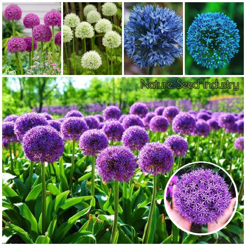 Allium Flower Seeds for Planting (100 seeds/bag, Mixed Color) Garden
