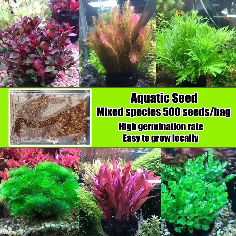 500 Seeds High Quality Aquatic Seeds for Planting Natural Aquarium ...