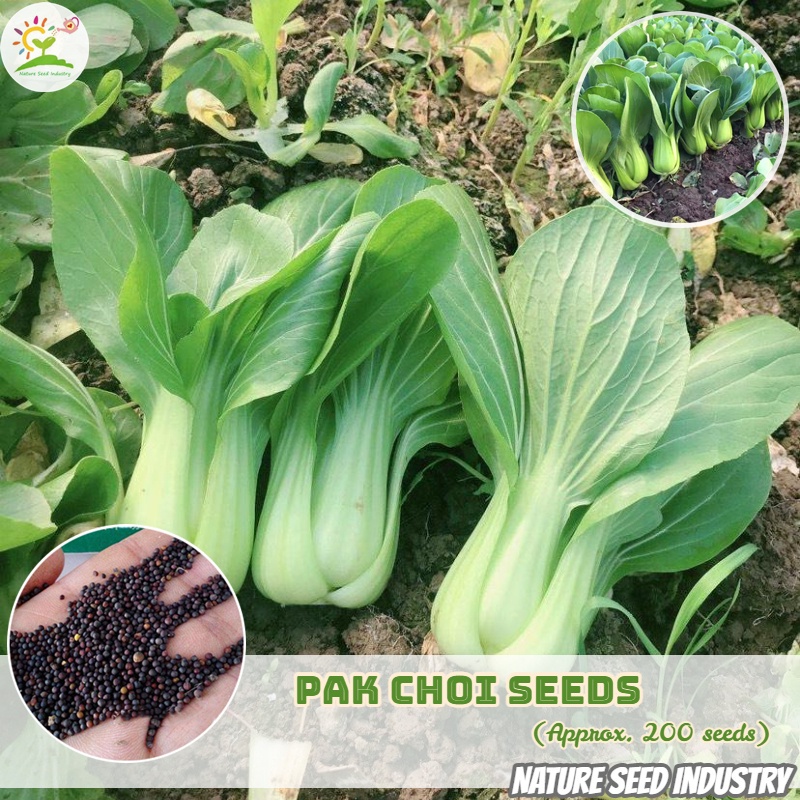 Pak Choi Seeds for Planting (200 seeds/pack, Suitable for Growing In ...