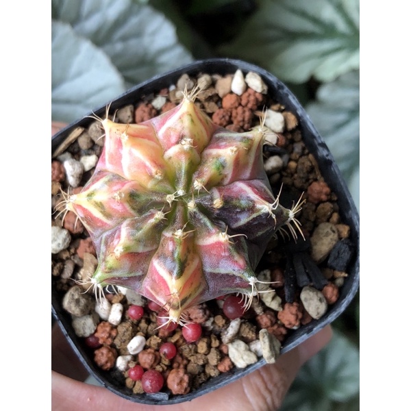 Cactus - Variegated Gymno Var (special dirty colour) | Shopee Malaysia