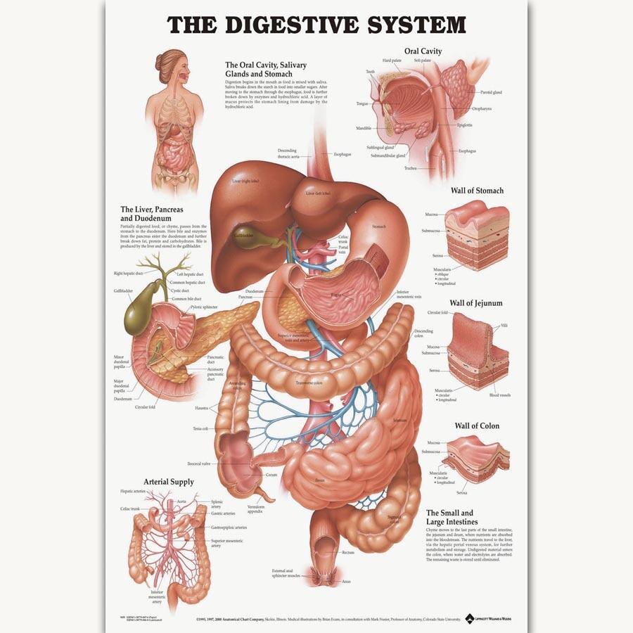 FX1067 The Digestive System Human Body Health Structure Anatomy Chart ...