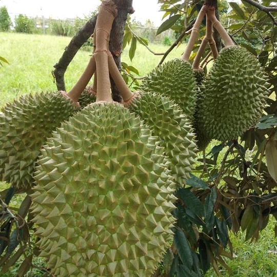 Baja Durian Fertilizer for Durian 1kg | Shopee Malaysia