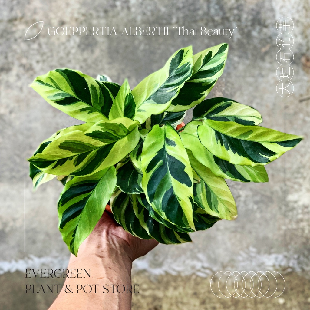 prayer-plant-goeppertia-albertii-thai-beauty-calathea-yellow