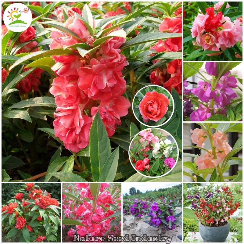 Double Petals Impatiens balsamina Seeds for Planting (20 seeds/pack ...