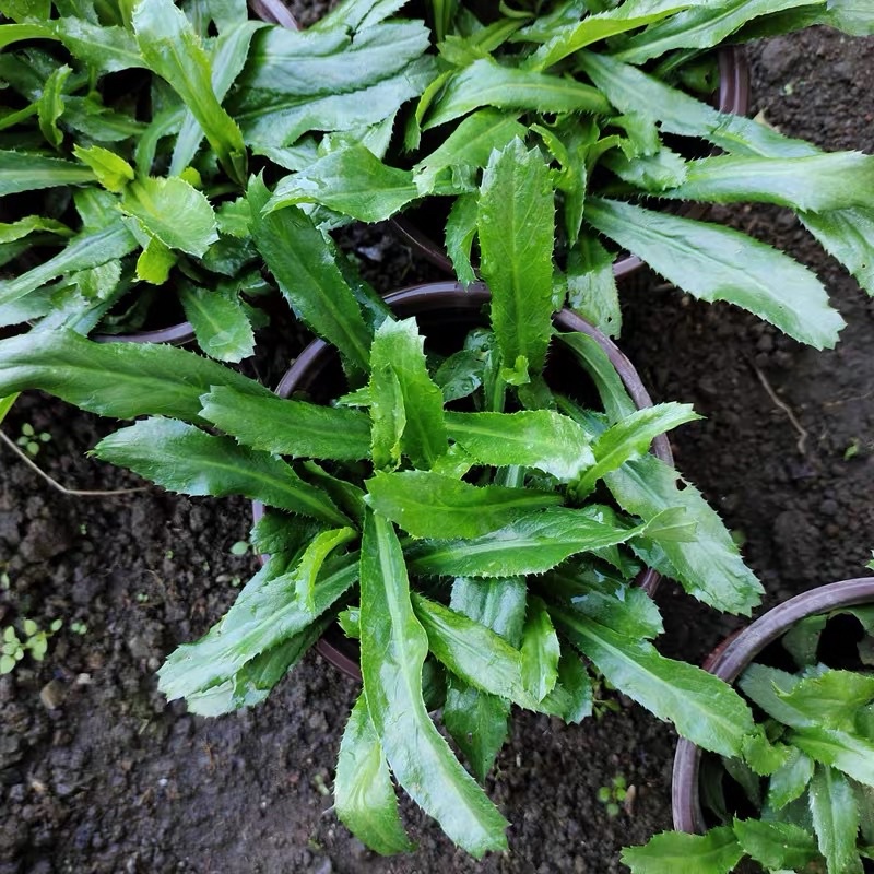 Biji Benih ketumbar Jawa (200± seed) /vietnamese parsley /cilantro ...