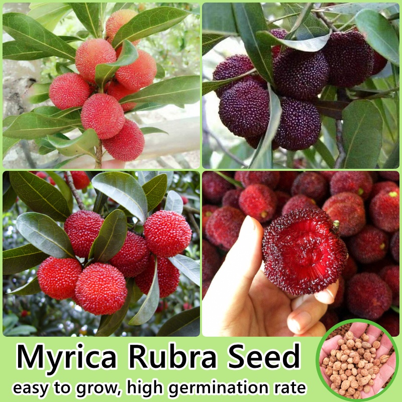 Myrica Rubra Seed Fruit Seeds for Planting (5 Seeds Per Pack) Bonsai Fruit Tree Seeds Fresh