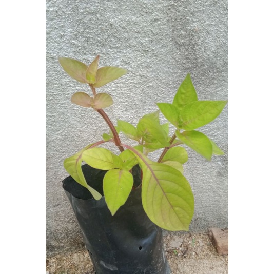 Pokok Israel atau rumput Israel, tiada waranti | Shopee Malaysia