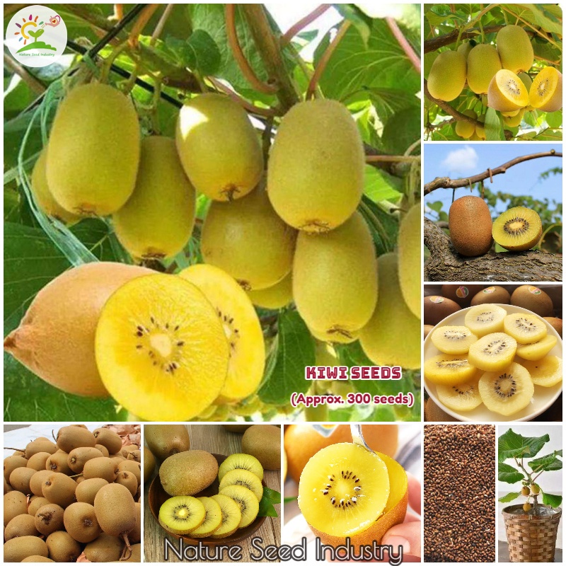 Kiwi Seeds for Sale (30PCS) Bonsai Seeds for Planting Health
