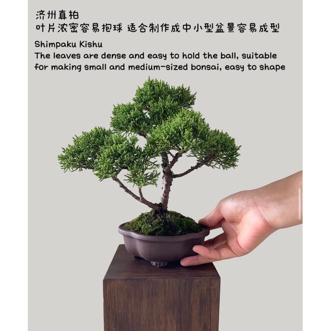 japanese juniper shimpaku kishu/日本 济州 真柏 (盆景/bonsai plant/live  plant/outdoor plant）