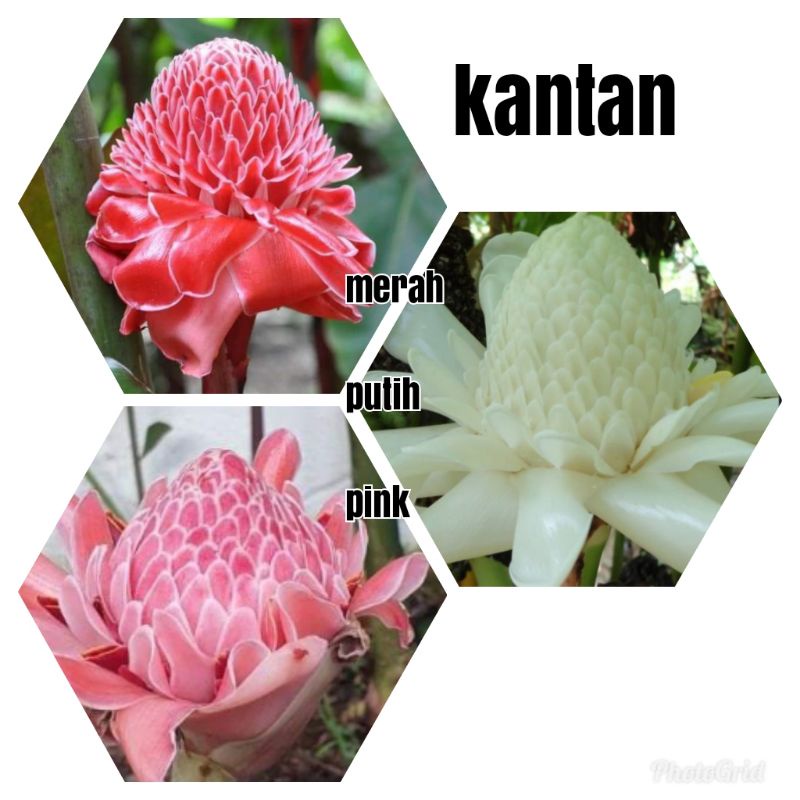 KKB Kantan Merah, Kantan Putih, Kantan Pink, Etlingera elatior, torch ...