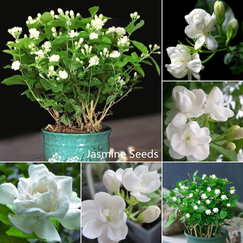 5pcs White Jasmine Seeds Bonsai Tree Flower Seeds Benih Bunga Outdoor