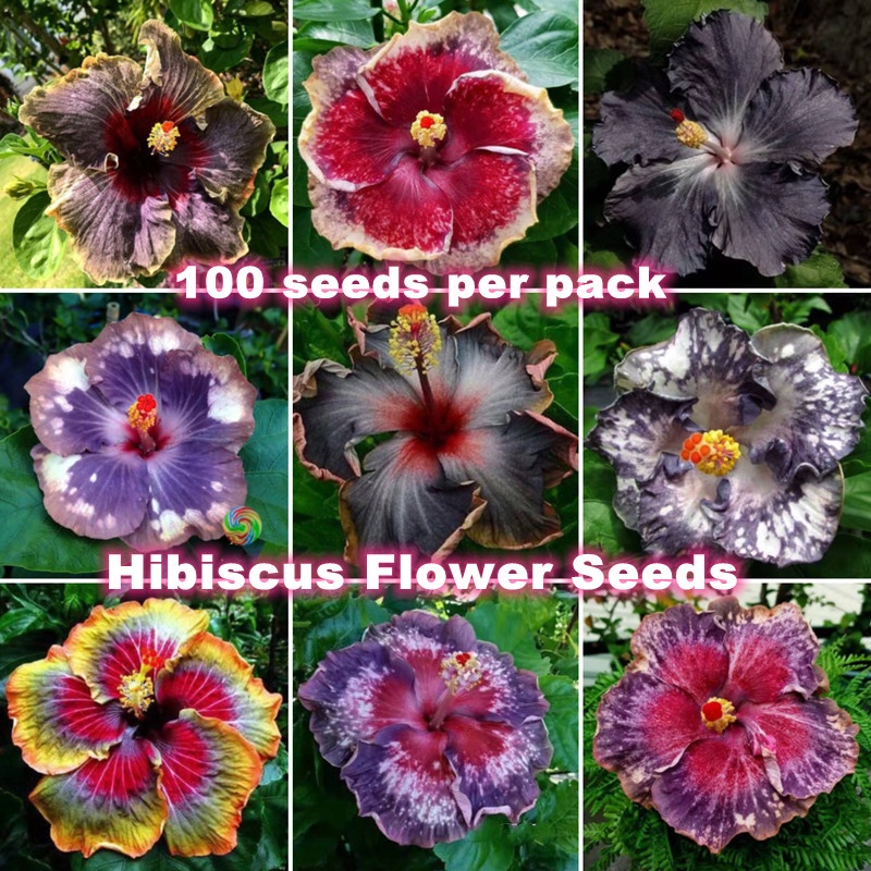 Giant Hibiscus Flower Seeds for Planting (100 Seeds) Bonsai Pot Flower