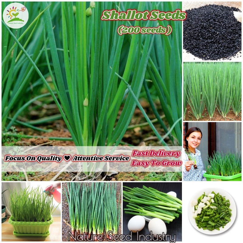 Green Shallot Seeds for Planting (200 seeds/pack, Suitable for Growing ...