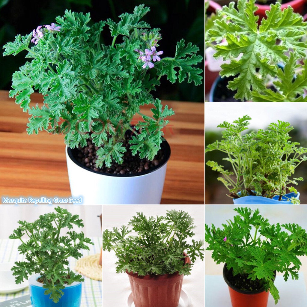 100pcs Mosquito Repelling Grass Seed Plant Biji Benih Mosquito