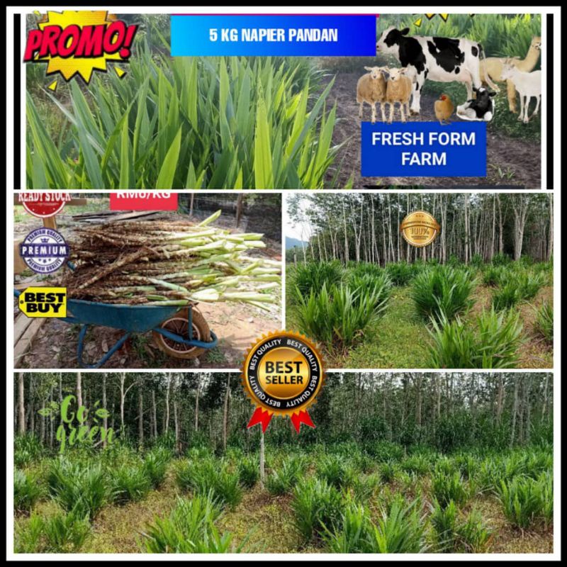 [5KG] BENIH RUMPUT NAPIER PANDAN RENDAH | Shopee Malaysia