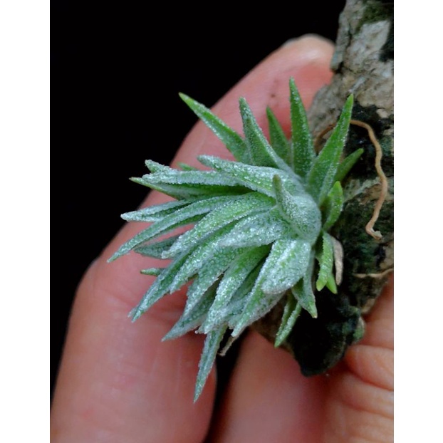 Tropical Selection's - Tillandsia thiekenii. (SPECIMEN). | Shopee Malaysia