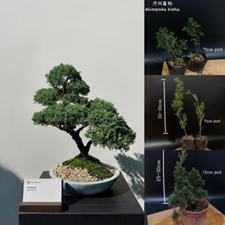 japanese juniper shimpaku kishu/日本济州真柏(盆景/bonsai plant