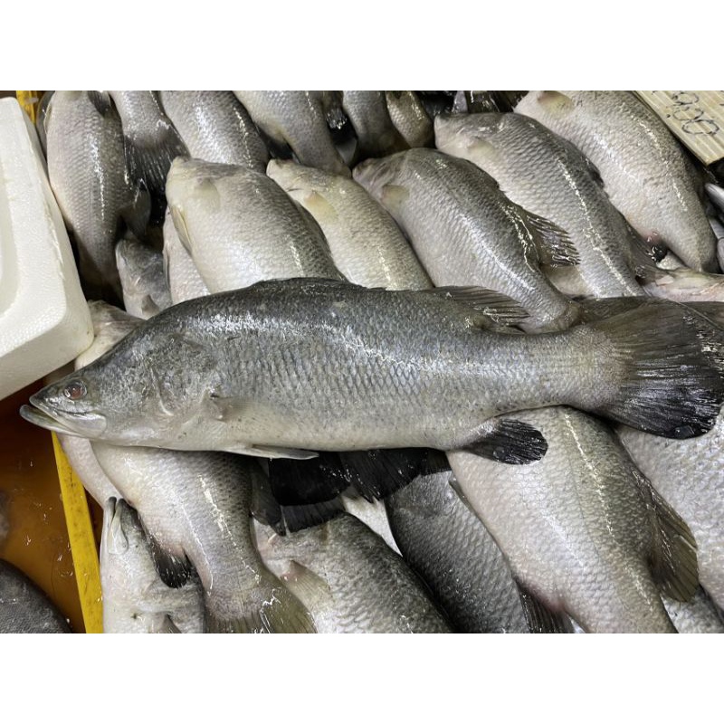 FRESH BIG IKAN SIAKAP 2 pcs / 石甲鱼 / SEA BASS (1.5-1.8kg) - MIN ORDER 4 ...