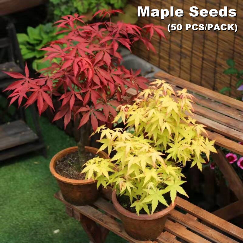 50pcs Multicolor Maple Seeds Bonsai Blue Maple Tree Seeds Bonsai Tree ...