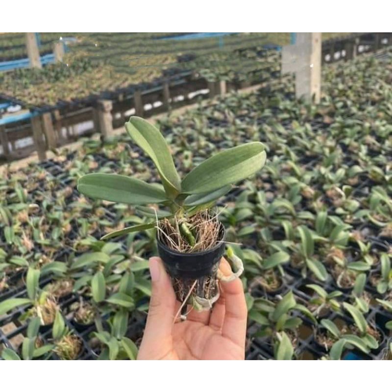 Orchid Rhynchostylis Gigantea / Orkid Belalai Gajah - Anak Pokok ...