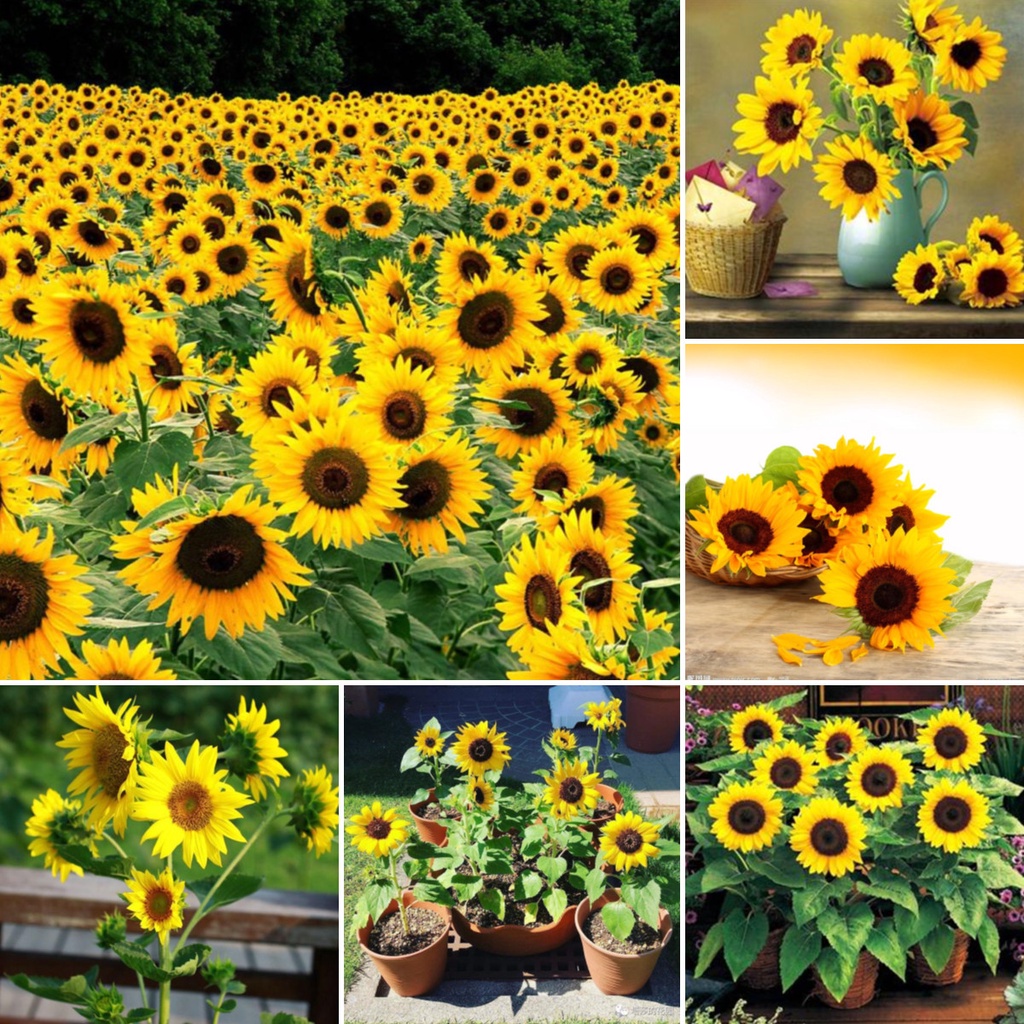 20PCS Sunflower Seeds Sunspot Dwarf Seeds Beautiful Flower Seeds Lotus