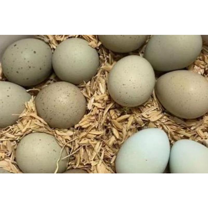 Image showcasing Snakes Foods Button Quail Eggs for Egg-eating Snakes & Animals Makan ...