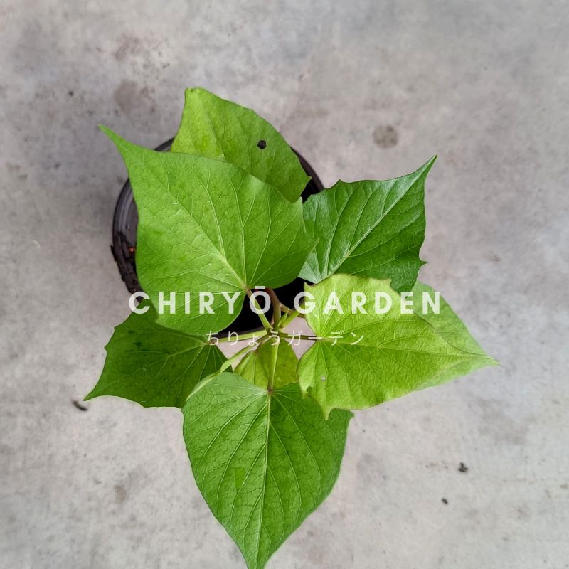 SatsumaImo さつま芋 / Naruto Kintoki Japanese Sweet potatoes plant