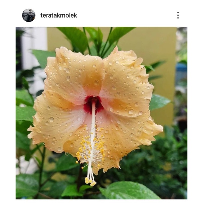 pokok bunga budget,bunga raya,b.loceng dll POS SEMENANJUNG SHJ(semaian ...