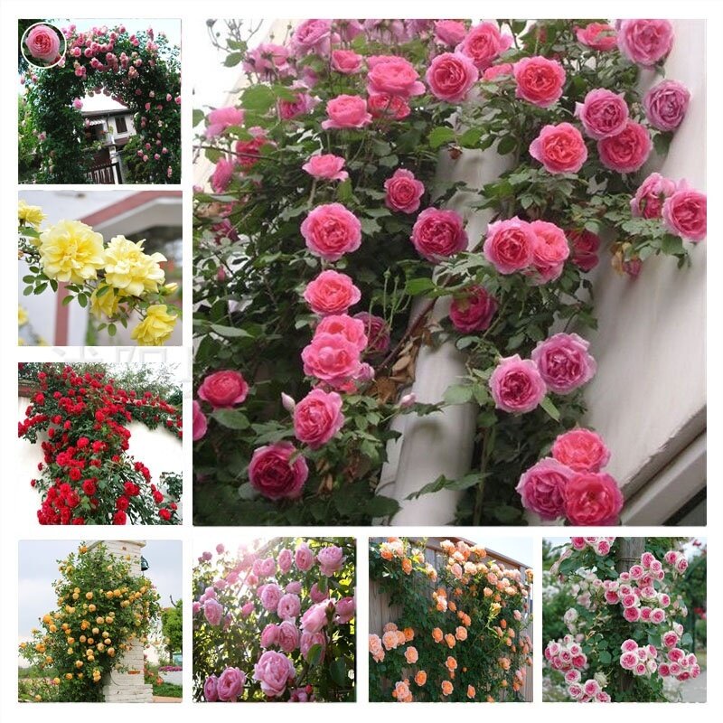 100Pcs/bag Climbing Rose Benih Bunga Pokok Bunga Hidup Red Pink Yellow ...