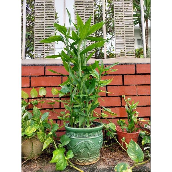 Lucky Bamboo/Lotus Bamboo/Guan Yin Bamboo in Pot/Lucky Bamboo/Indoor ...