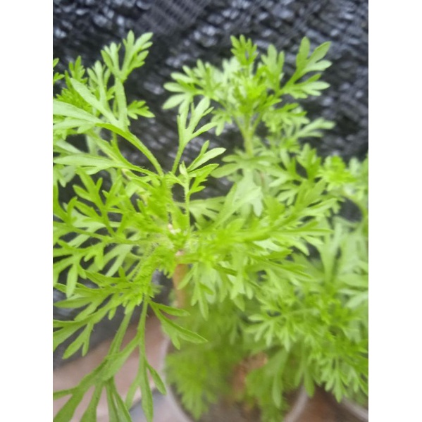 Artemisia scoparis/anak pokok ulam mak wan pokok rumput nyamuk | Shopee ...