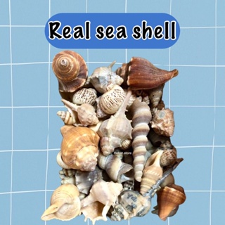 5pcs Giant Long Snail Shells, Snail Shell, Loose, Shells for
