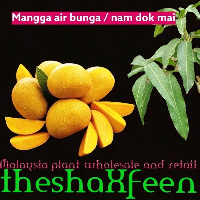 Pokok mangga air bunga theshaxfeen | Shopee Malaysia