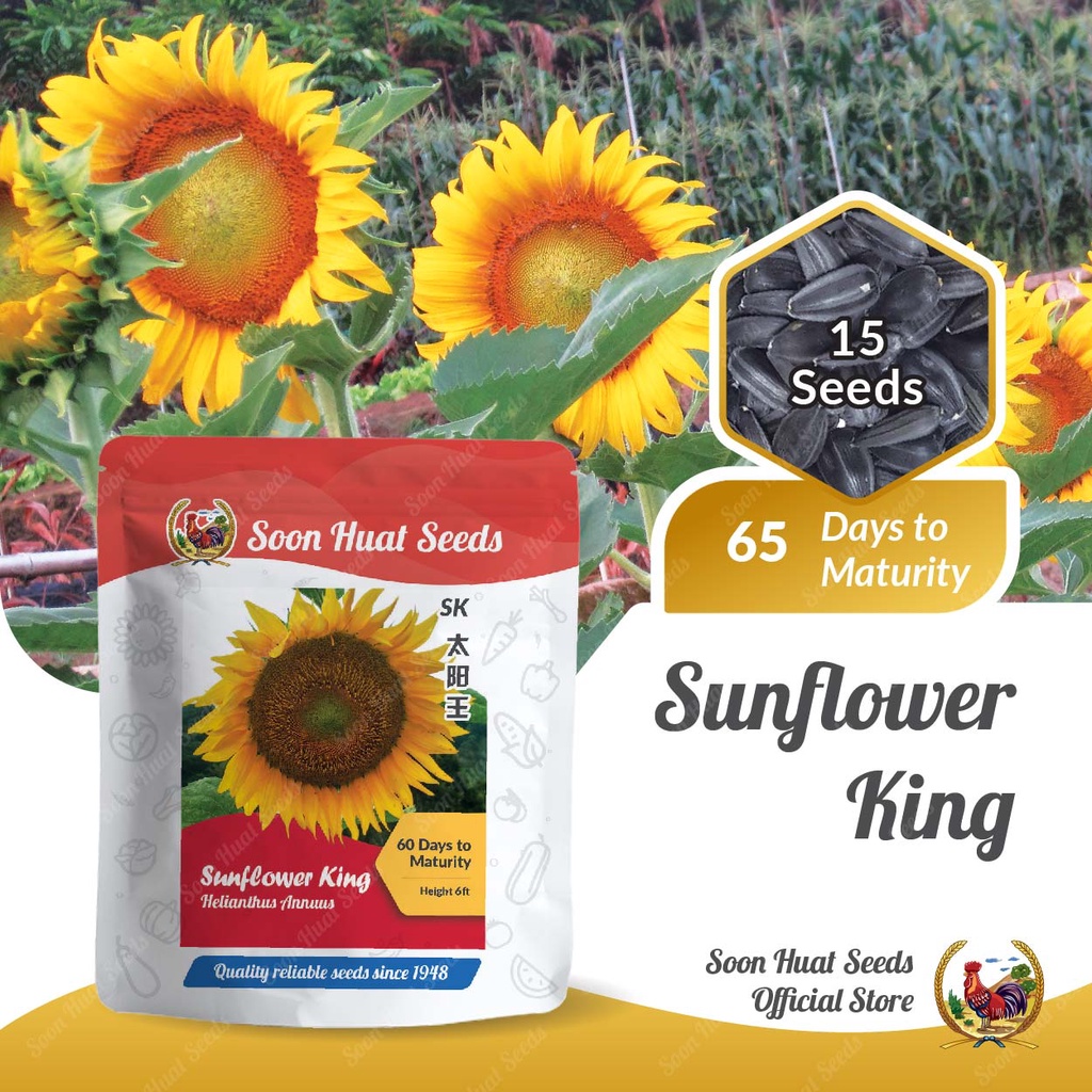 Benih Bunga Matahari Sunflower King SK [Small Pack] Soon Huat Seeds Shopee Malaysia