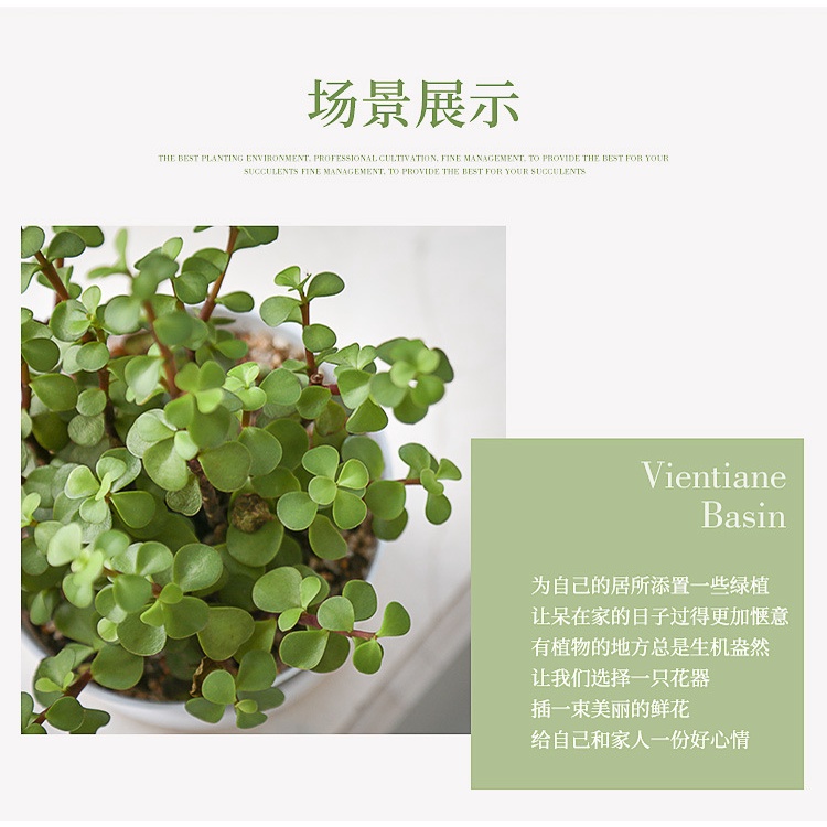 [READY STOCK] 养多肉植物神器 多肉盆 仙人掌盆 多肉植物盆 MESHPOT mesh pot SUCCULENTS POT ...