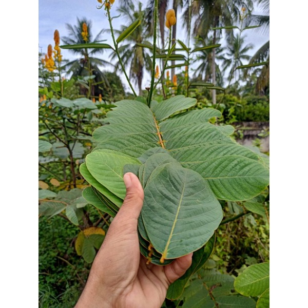 DAUN GELENGGANG 20 HELAI (RM2 )Fresh | Shopee Malaysia
