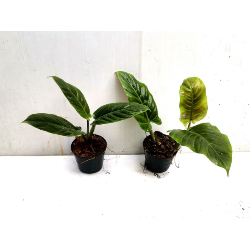 Philodendron subhastatum tricolour variegated | Shopee Malaysia