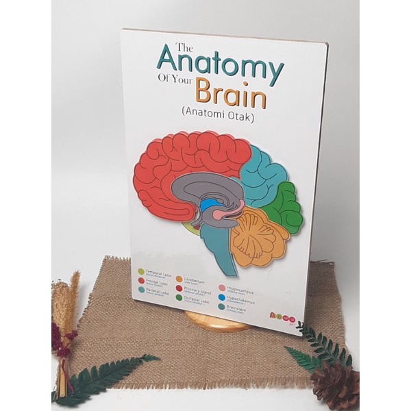 Board Anatomy Human Brain puzzle Limb montessori flashcard