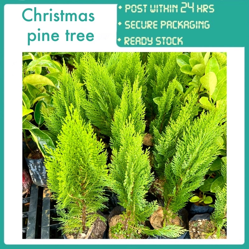 PBN - Christmas pine tree - pokok hidup cypress tanaman Hiasan kebun ...