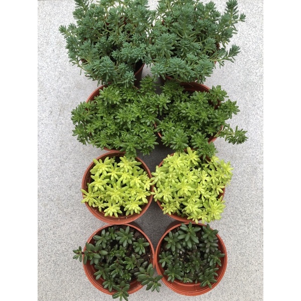 Golden grass (snow,green,golden) & Purple rice succulent cuttings ...