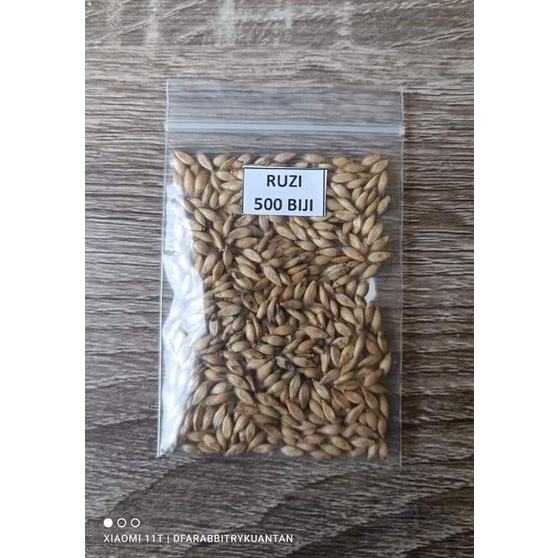 Benih Rumput Ruzi 500biji++ sepeket | Shopee Malaysia