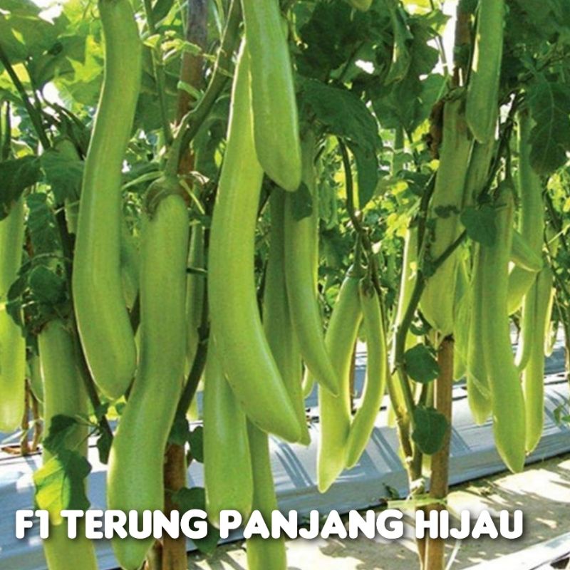 Benih Benih Terung Panjang Ungu Hijau323bulatungu Hitamtelunjukeggplant Seeds Shopee Malaysia 3369