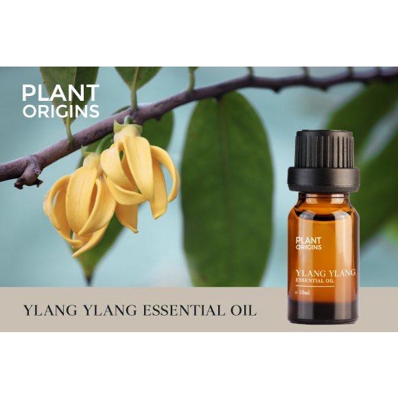 Plant Origins Ylang Ylang Essential Oil (10ml) Shopee Malaysia