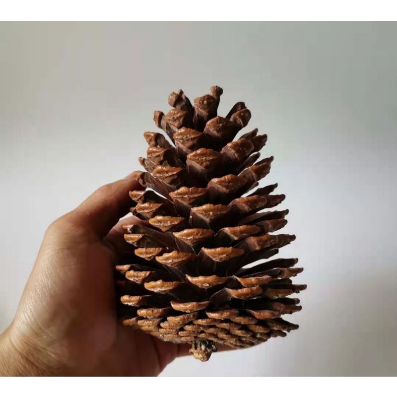 🔥Ready Stock🔥Natural Pine Cone Chewing Bird Toys Perches Chew Toys for