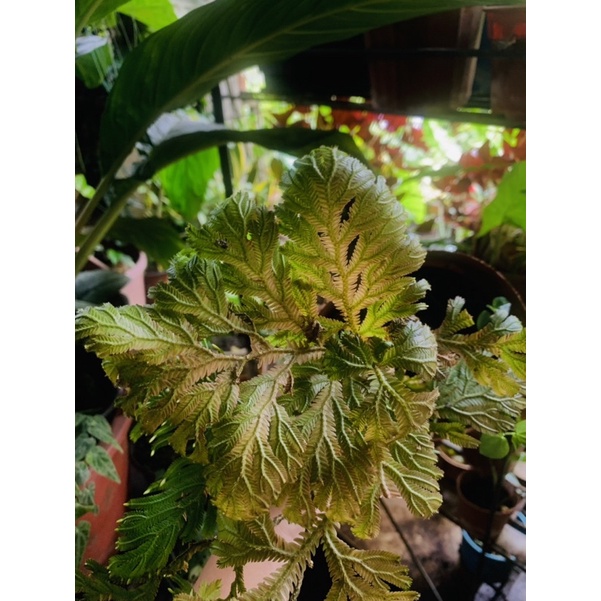 Fern Christmas Tree/Fern Rare Shopee Malaysia