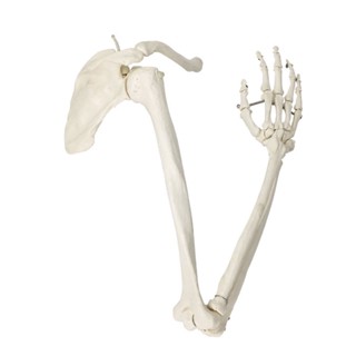 Human Upper Limb Bone Model Shoulder Blade Bone Clavicle Elbow Bone 